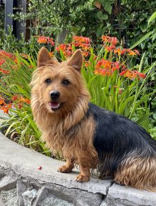 Gracie