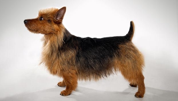 Australian Terrier Grooming Diagram
