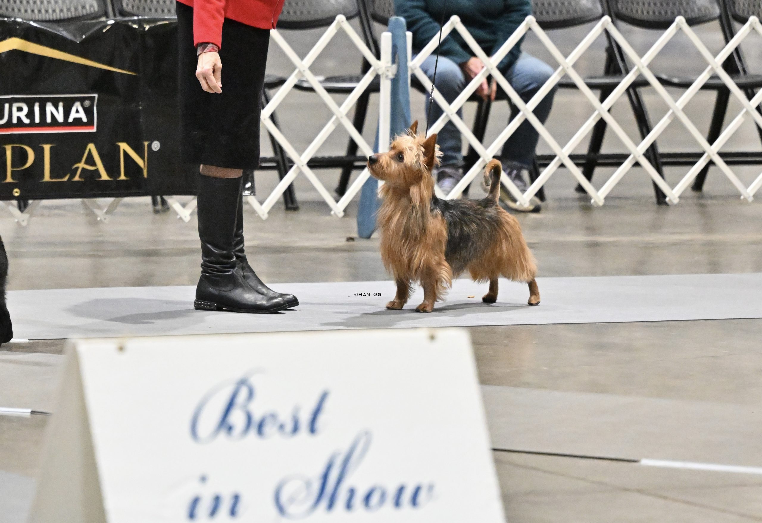 AustralianTerrier Holtby3
