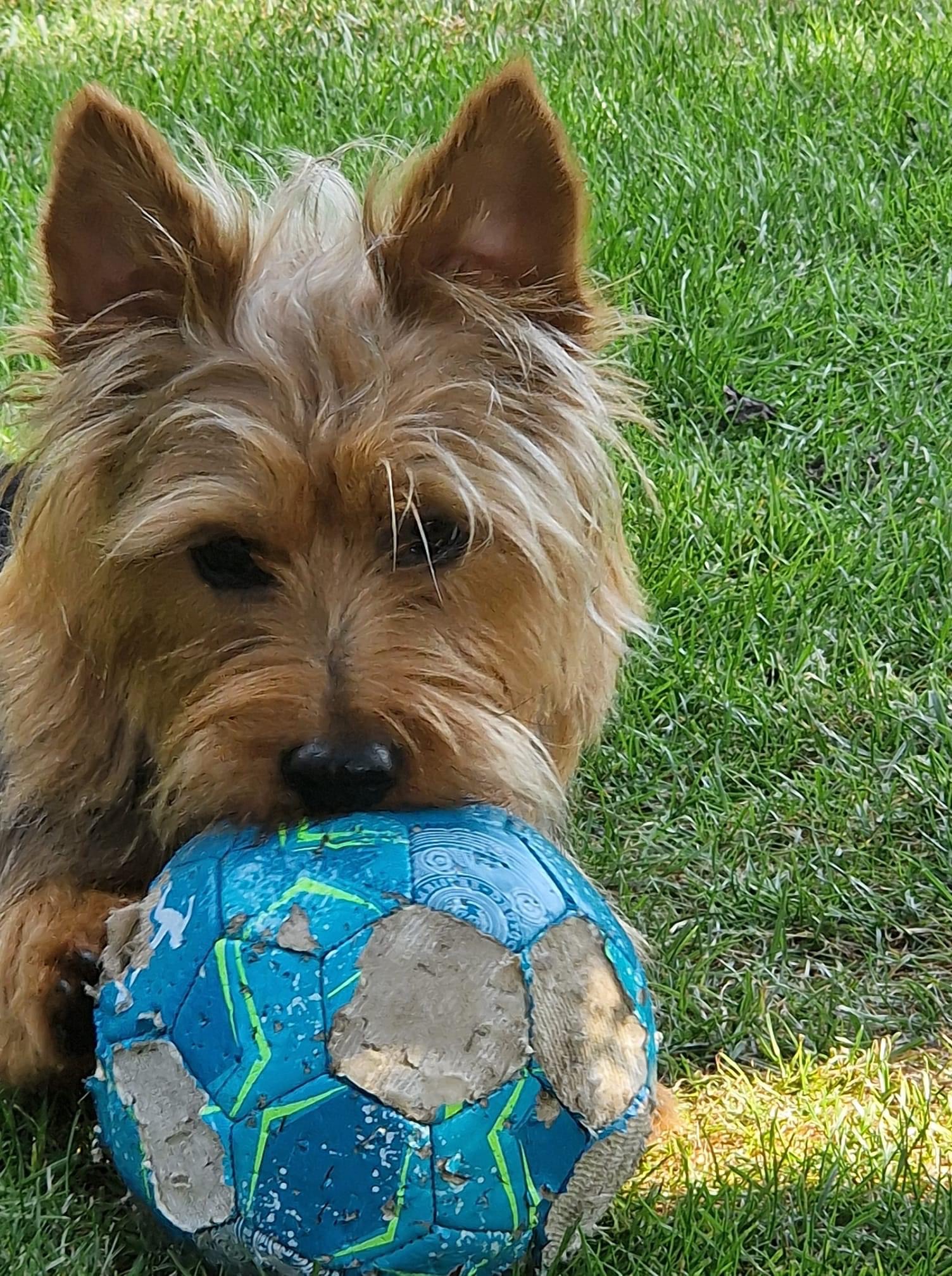 Australian terrier- Makita